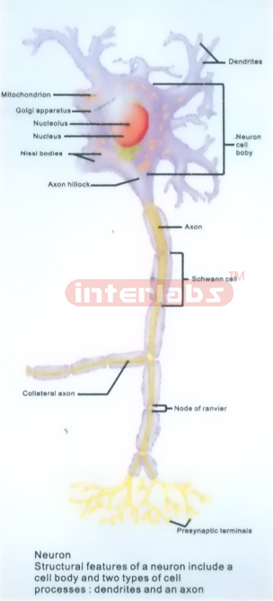 HANGING MOTOR NEURON (CELL) DEMONSTRATION MODEL